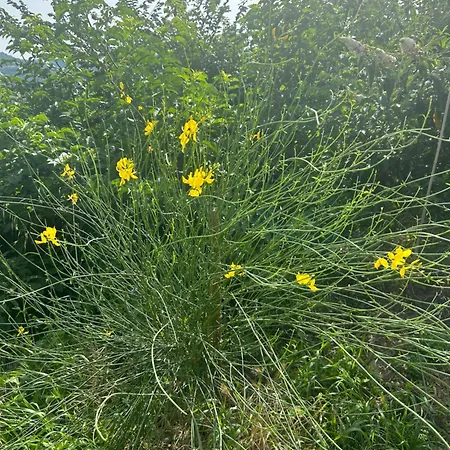 Monte Cuccolo House Bed & Breakfast