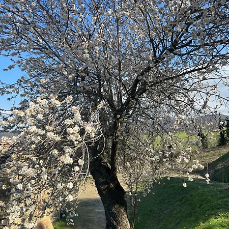 Bed & Breakfast Monte Cuccolo House *