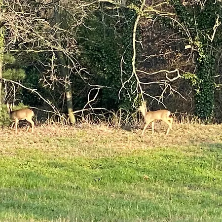 Monte Cuccolo House *