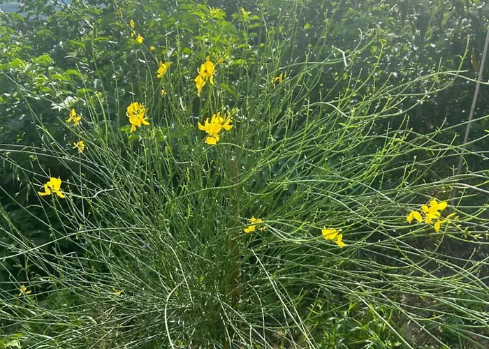 Monte Cuccolo House Отель типа 