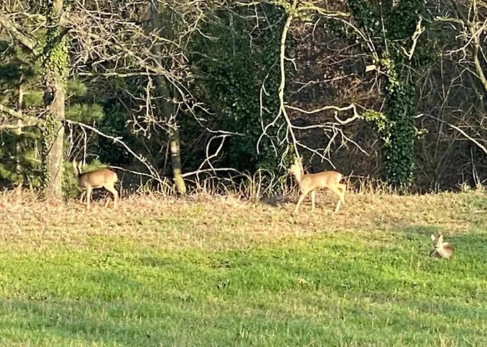 Monte Cuccolo House *